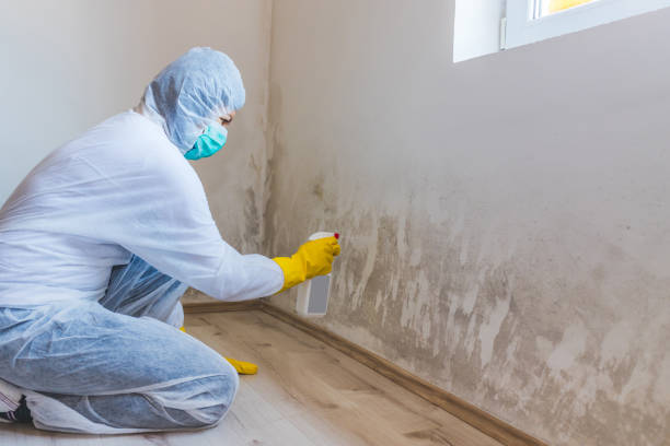Licensed Mold Remediation service in Fayetteville, NC - Cheap Mold Removal
